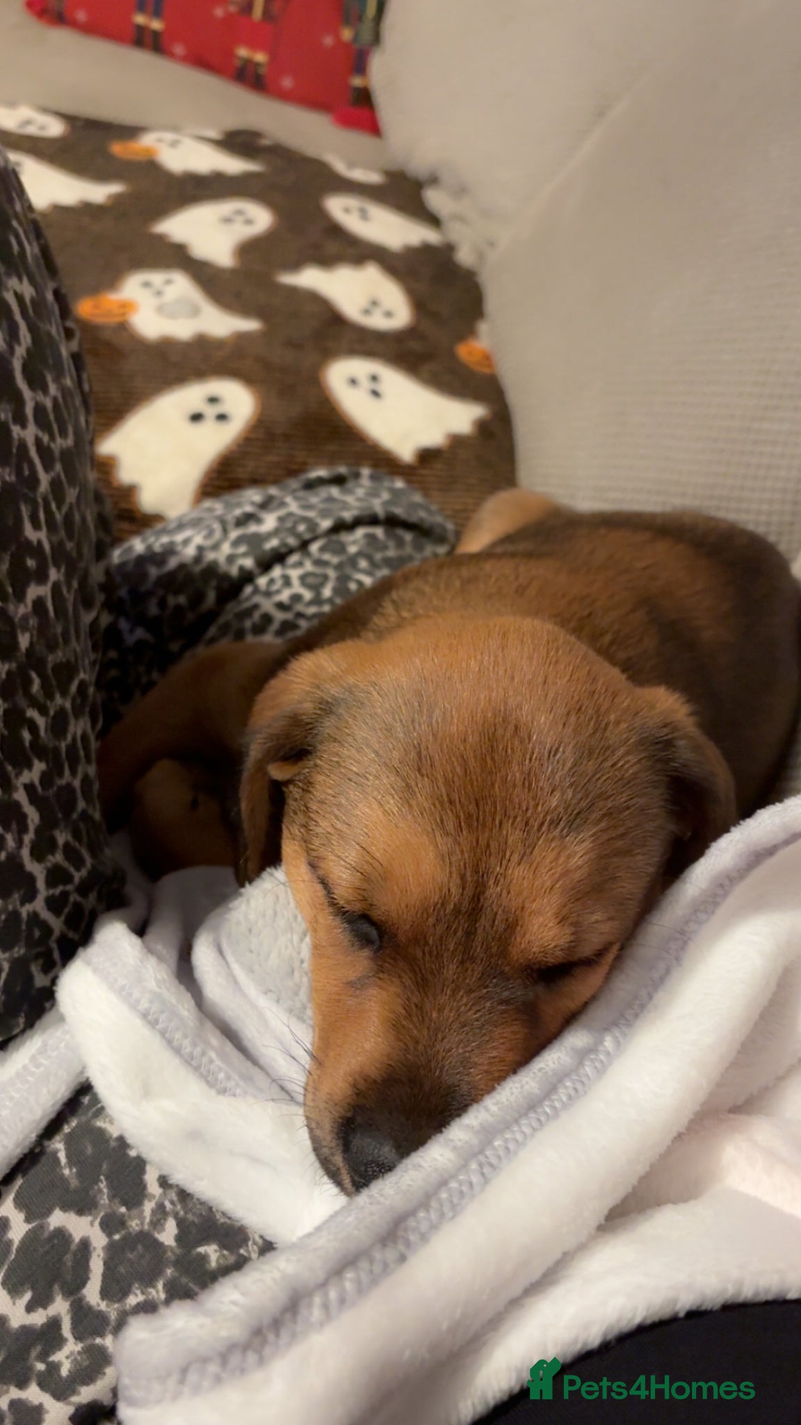 Mixed Breed dogs for sale: Skye our Rottweiler mixed female puppy - Advert 12
