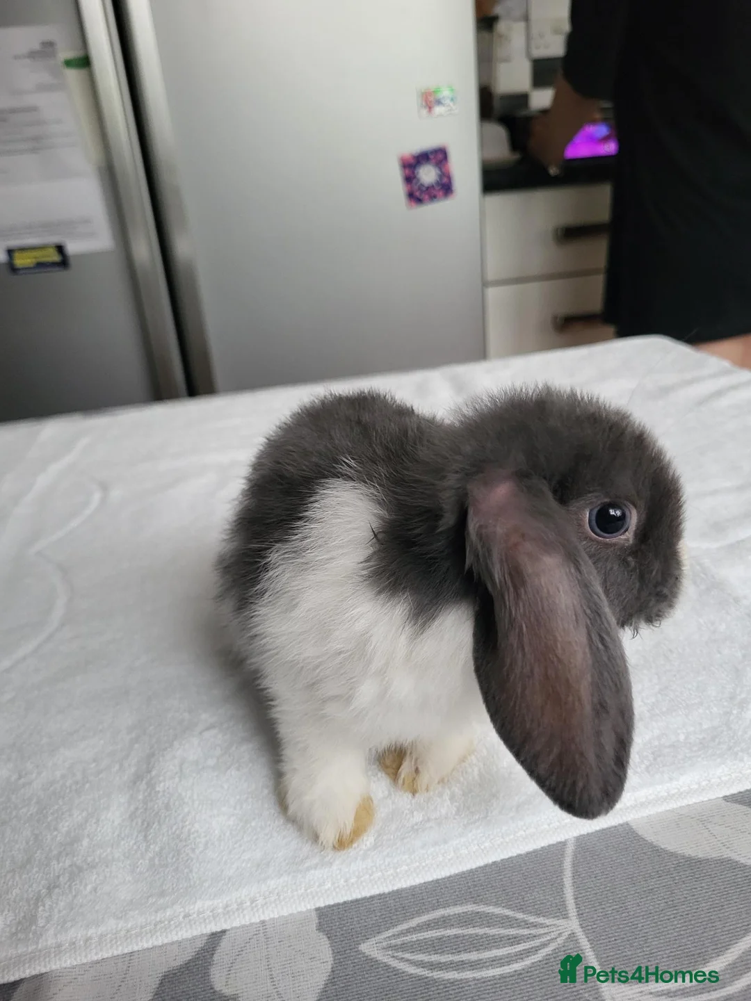 Mini Lop rabbits for sale: Beautiful Mini lop looking good a home . - Advert 2