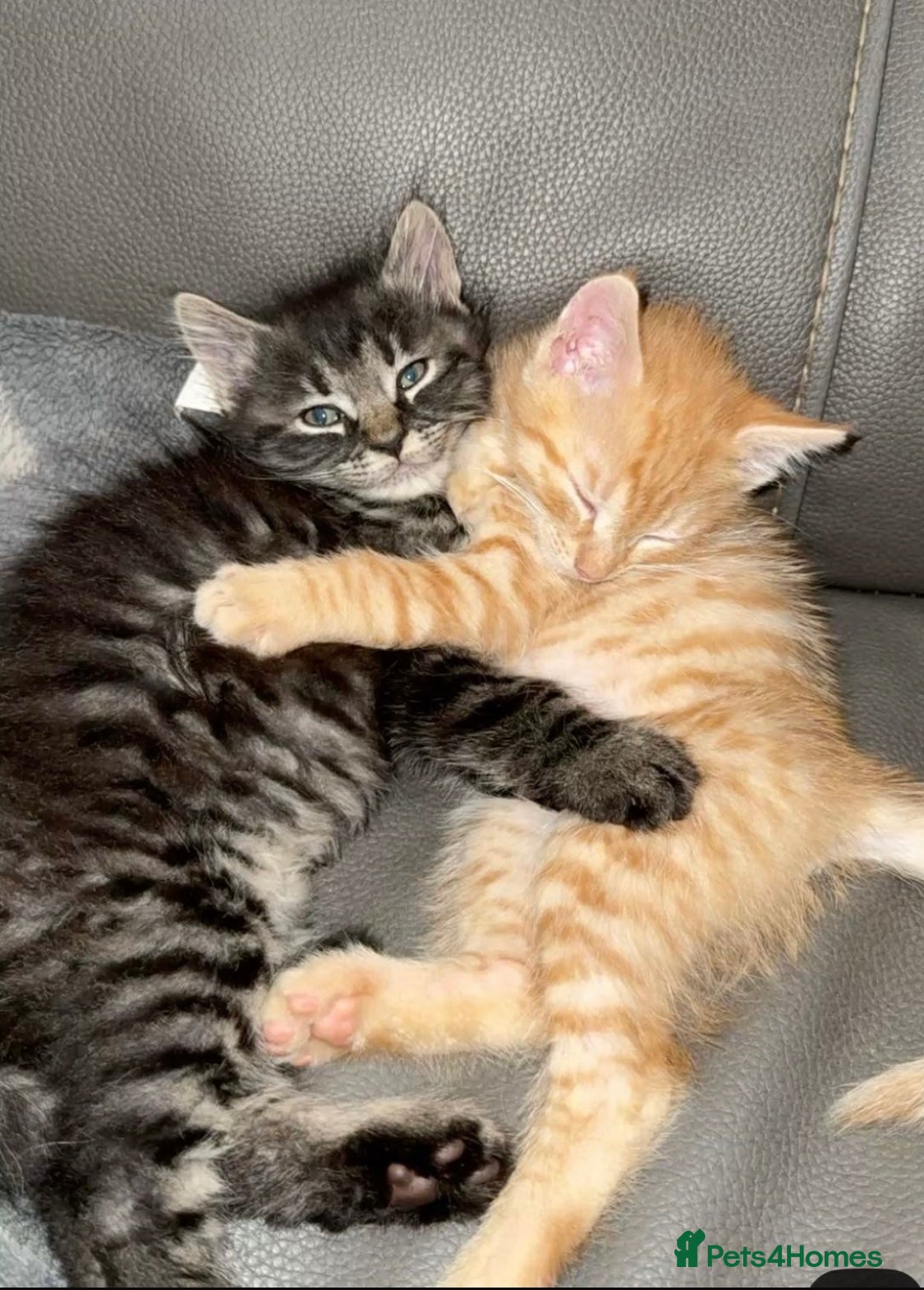 Mixed Breed cats Loving Bengal Cross Tabby Kittens  - Advert 1