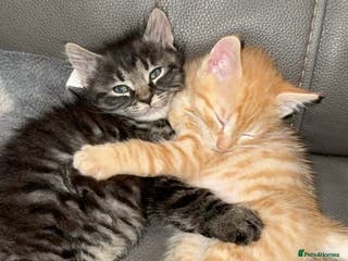 Mixed Breed cats Loving Bengal Cross Tabby Kittens - Advert 2