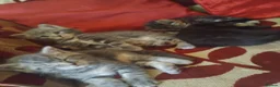 Mixed Breed cats for sale: 5 week old beautiful fluffy babies.  - Advert 4
