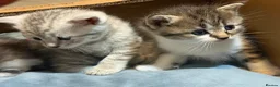 Mixed Breed cats for sale: Beautiful Scottish Fold Mix Kittens For Sale in Redditch - Advert 11