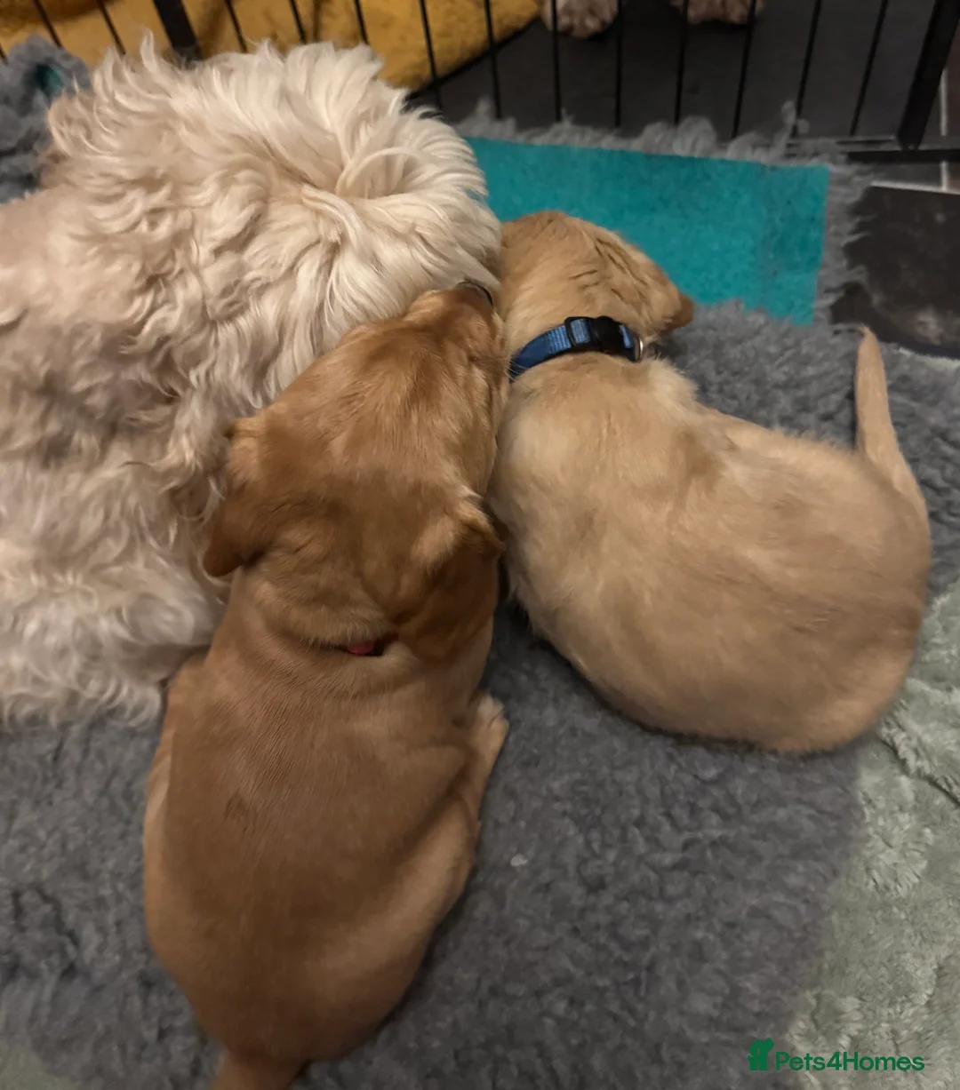 Cockapoo dogs for sale: Wonderful Litter of Cockerpoos, in Belper - Advert 8