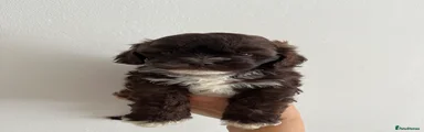 Shihpoo 2