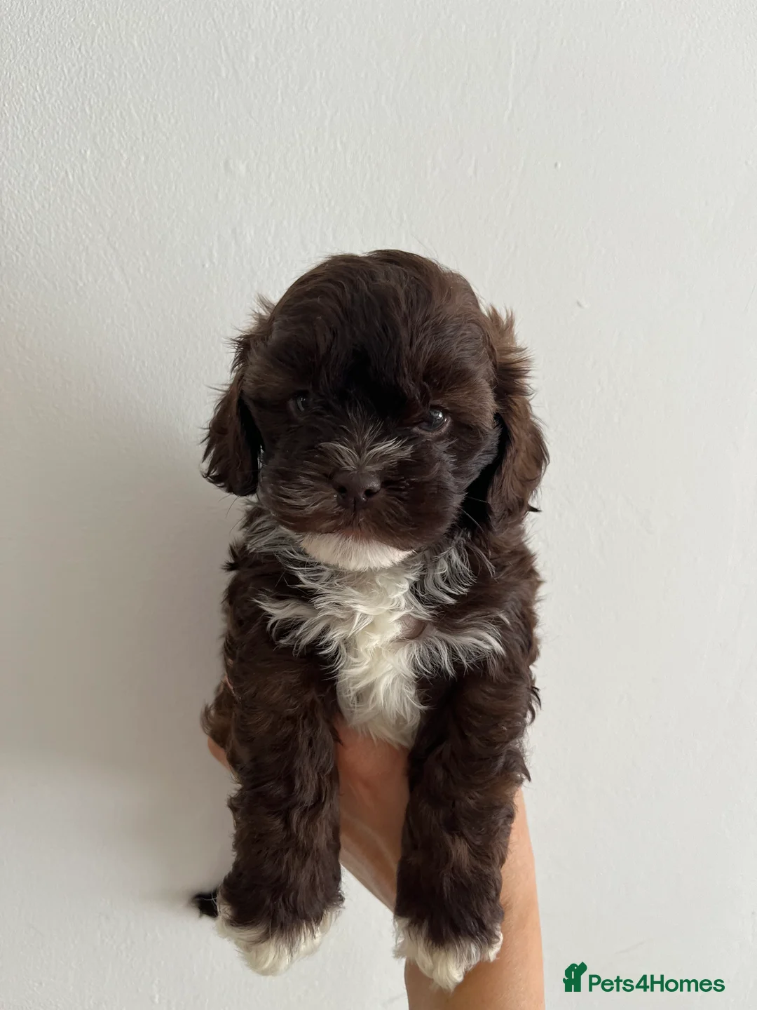 Shihpoo dogs for sale: 🐶 Beautiful Shih-Poo Puppies Poodle) ❤️ - Advert 3
