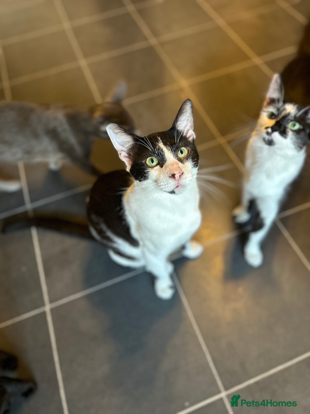 Mixed Breed cats for sale: 3kittens 5months 1male 10months 1 female 10month - Image 2