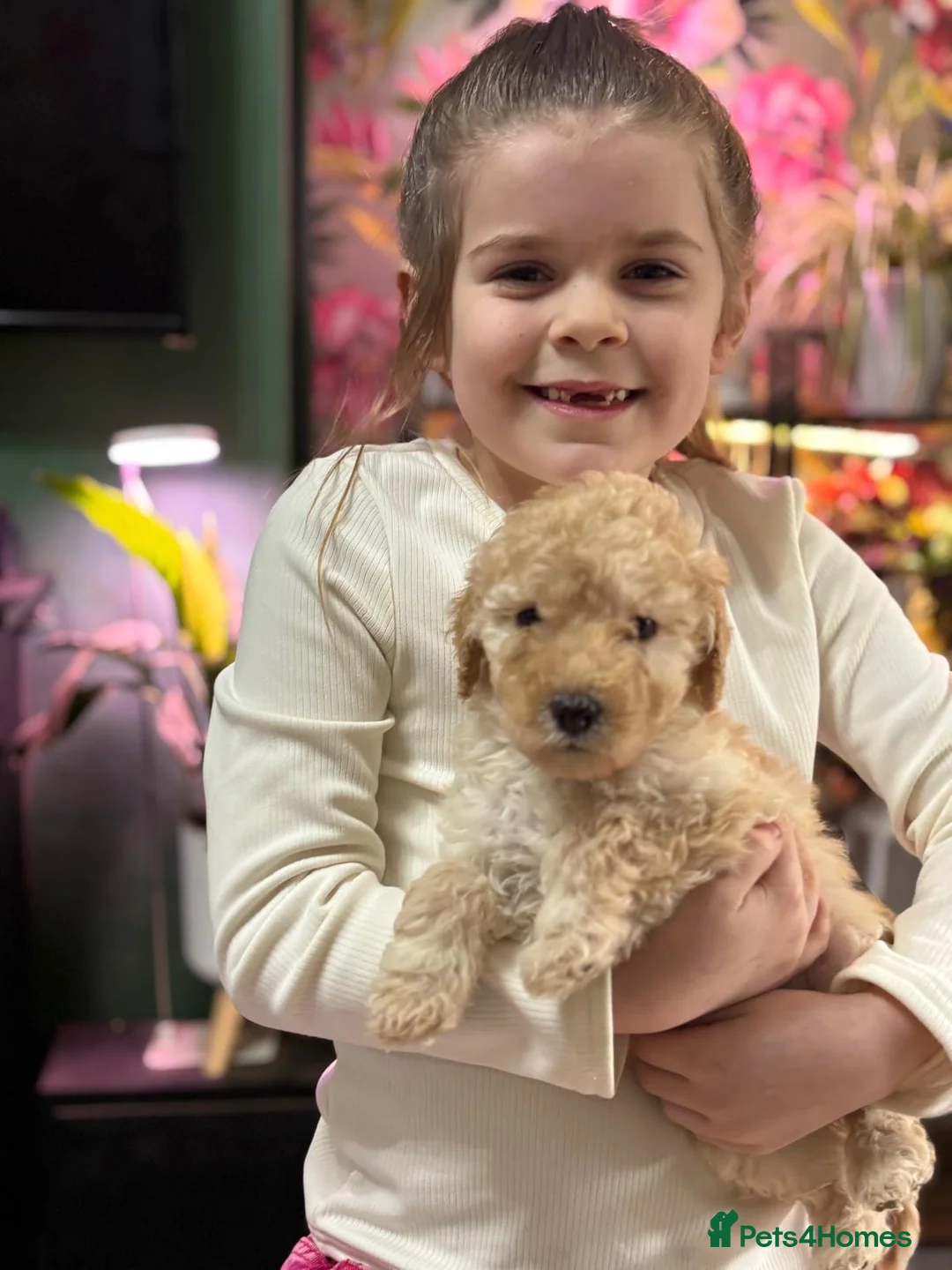 Poodle dogs for sale: Poodle (Moyen) - Advert 6