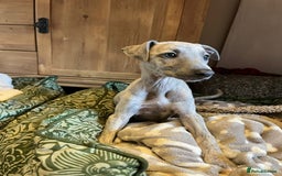 Mixed Breed dogs for sale:  🐶✨ ADORABLE WIGGY PUPPIES – licenced  breeder  - Image 19