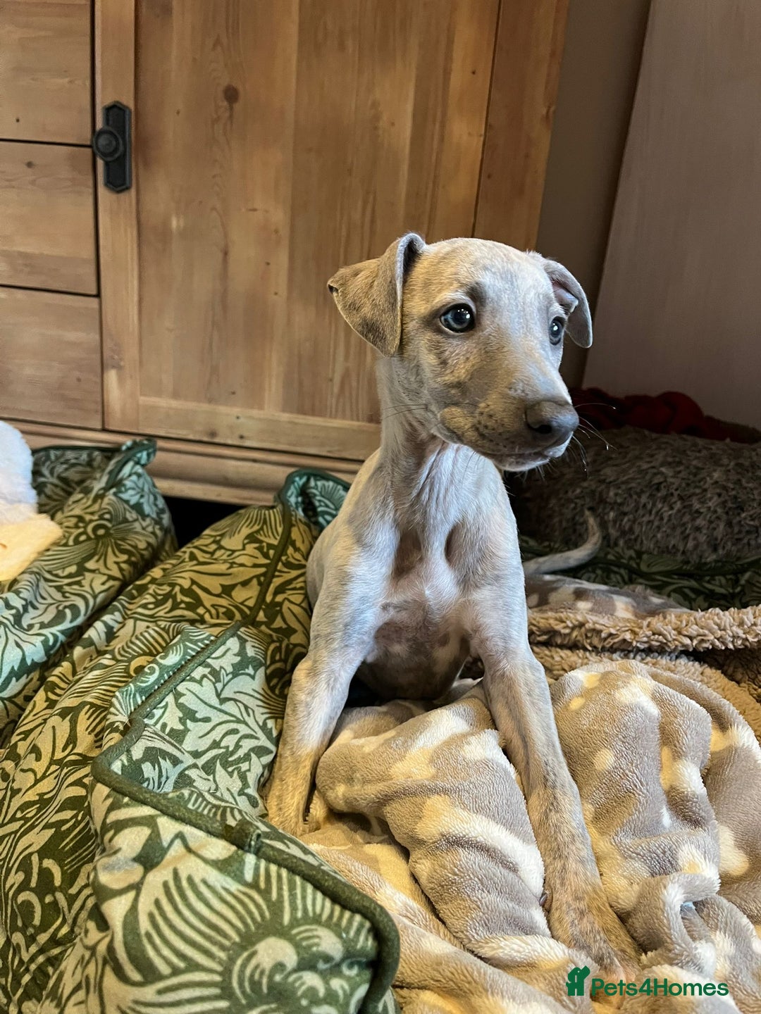 Mixed Breed dogs for sale:  🐶✨ ADORABLE WIGGY PUPPIES – licenced  breeder  - Image 19