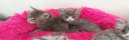 Maine Coon cats for sale: Bundles of maincoon fun  - Advert 10