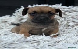 Mixed Breed dogs for sale: Stunning chunky Jack Russell x puppies, ready fri - Image 7