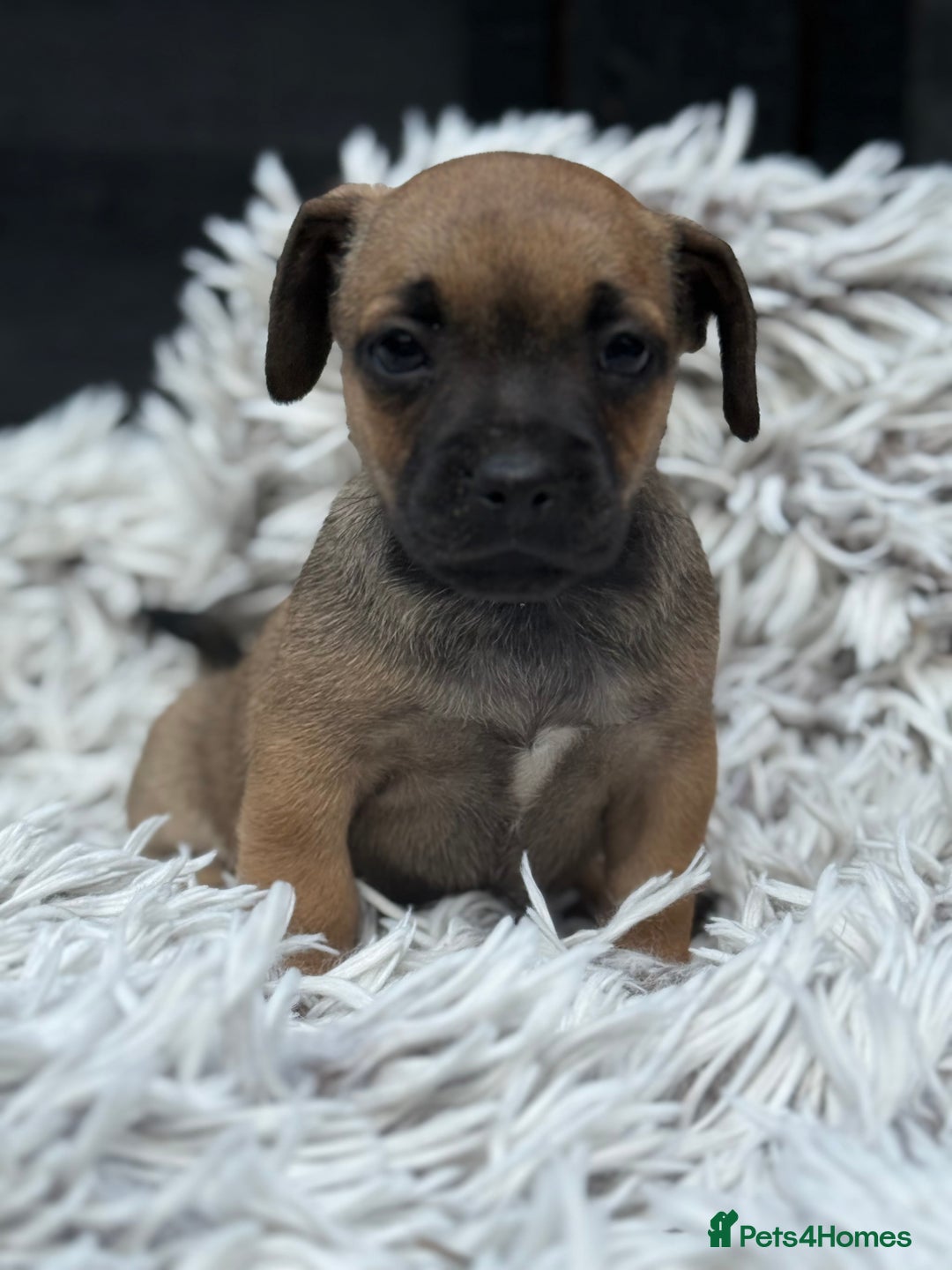 Mixed Breed dogs for sale: Stunning chunky Jack Russell x puppies, ready fri - Image 7
