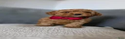 Maltipoo dogs for sale: Gorgeous maltipoo puppies  - Advert 8