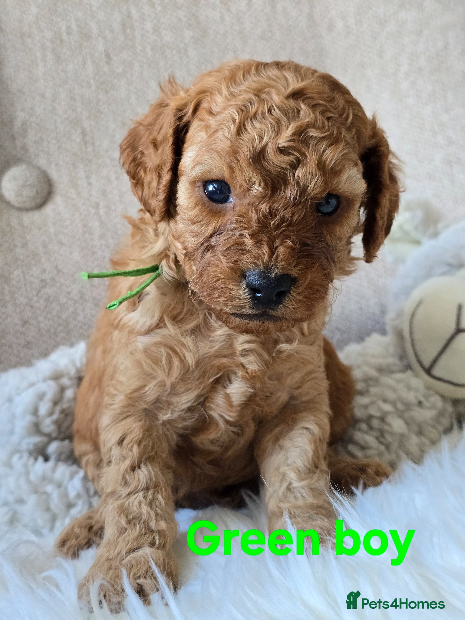 Cavapoo dogs 💥Cavapoo F1b💥 DNA tested  - Advert 1