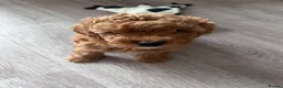 Cavapoo dogs for sale: Beautiful tiny f1bb cavapoo puppies PRA clear - Advert 17