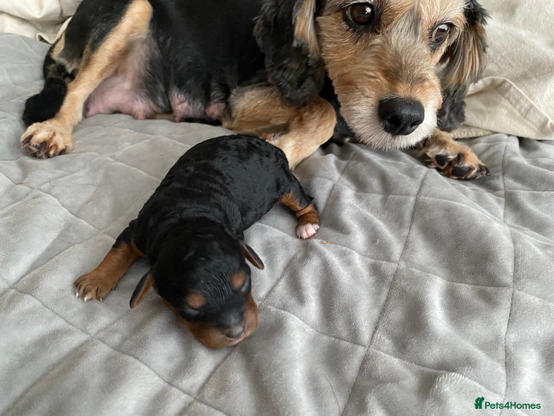 Cockapoo dogs for sale: F1b cockapoo video call viewings available  - Advert 20