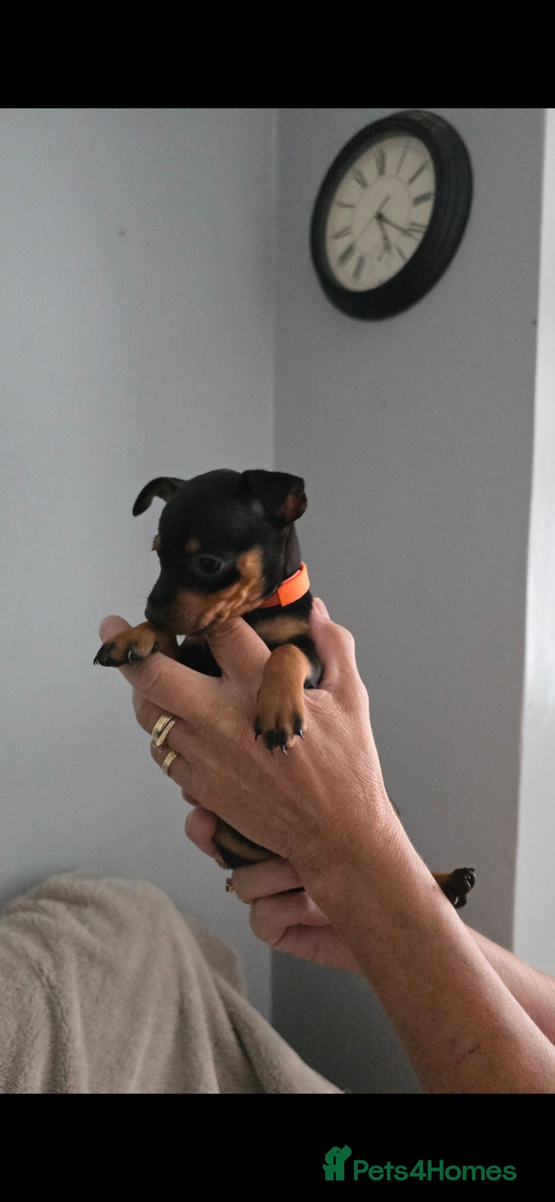 Miniature Pinscher dogs for sale: Beautiful Miniature pinscher Puppies  - Image 20