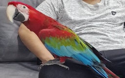Budgerigars birds for sale: Super silly tame green wing macaw  - Image 2