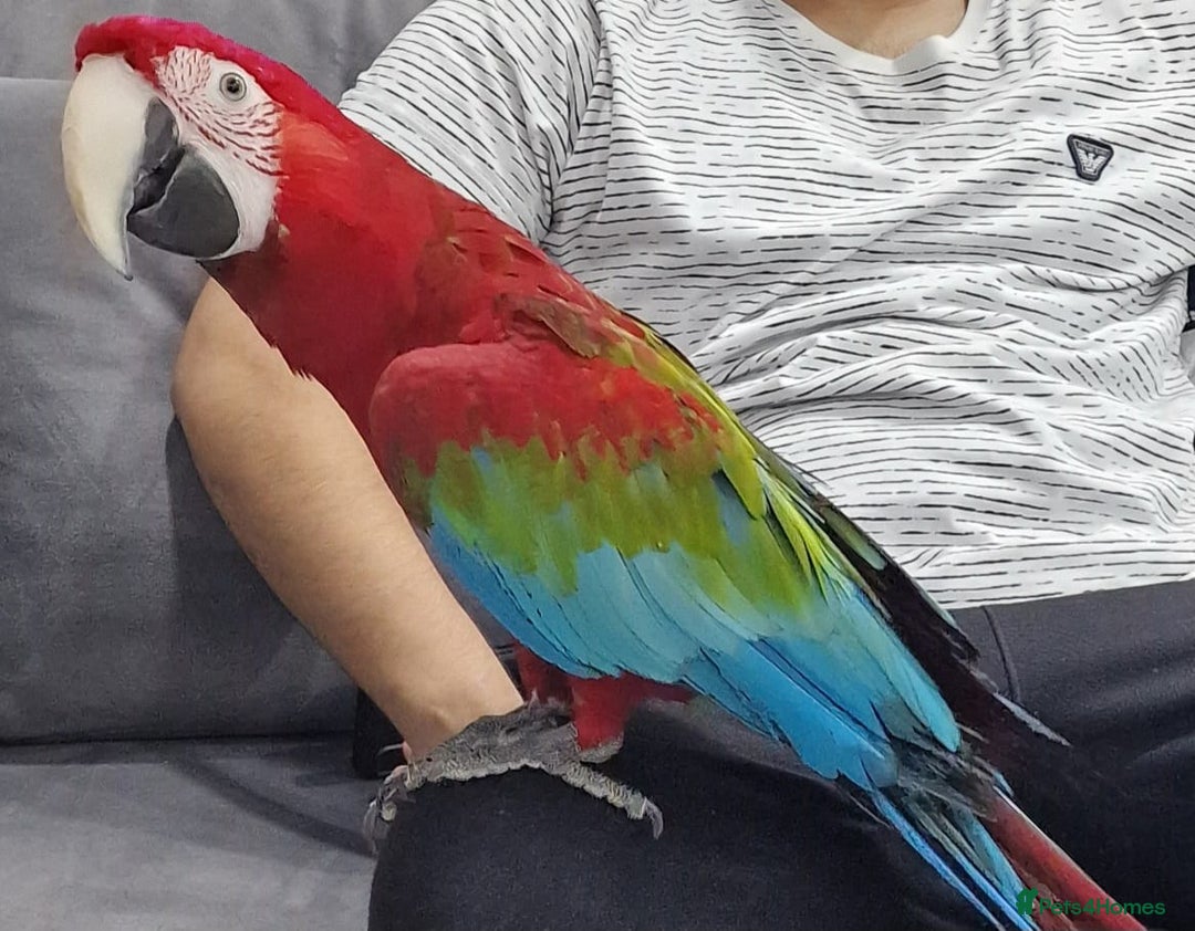 Budgerigars birds for sale: Super silly tame green wing macaw  - Image 2
