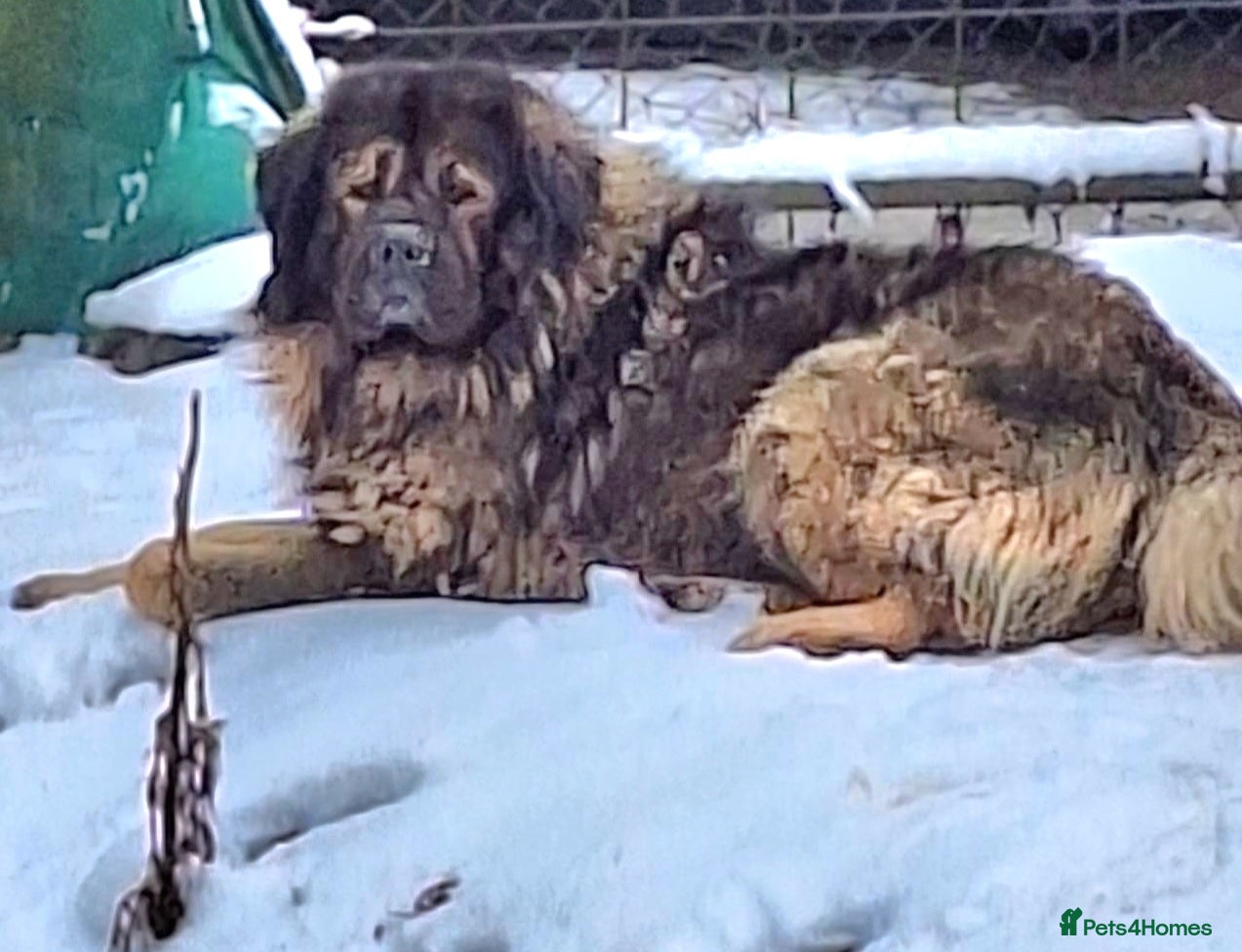 Caucasian Shepherd Dog dogs Beautiful Russian shepherd puppies - Advert 8