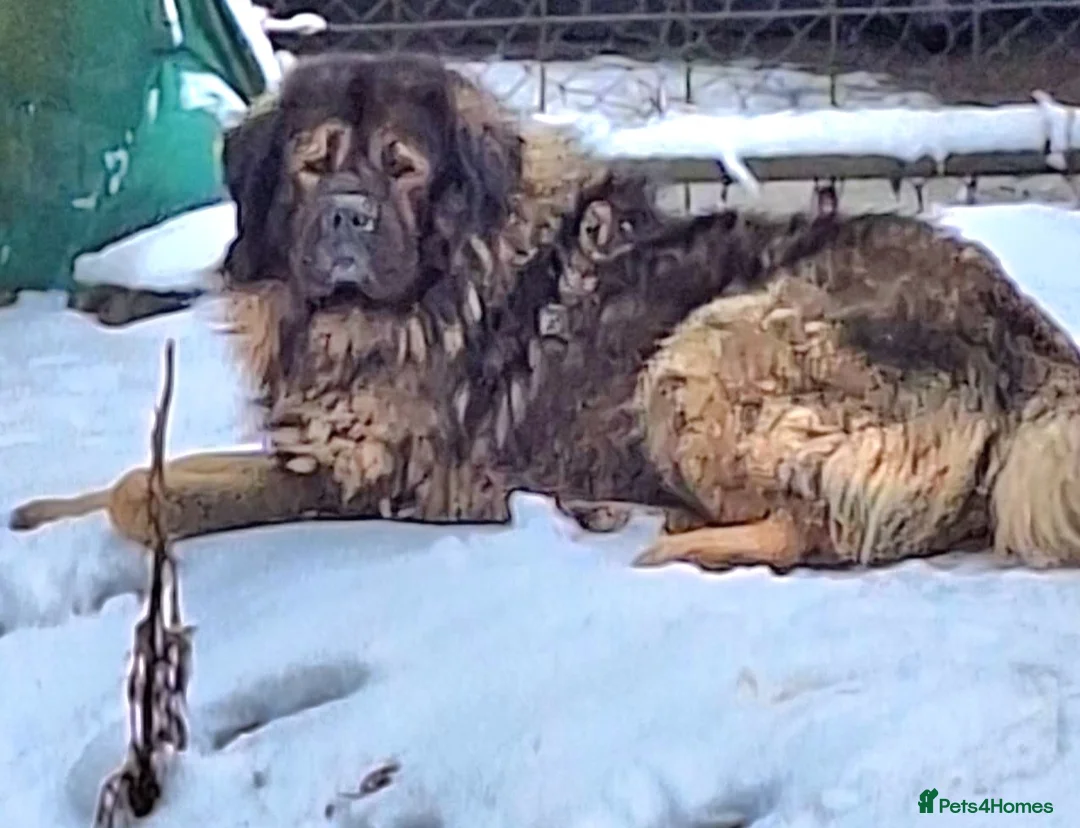 Caucasian Shepherd Dog dogs for sale: Beautiful Russian shepherd puppies - Advert 1