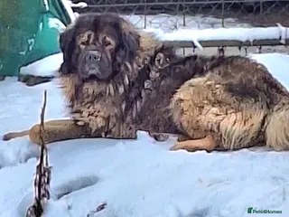 Caucasian Shepherd Dog dogs Beautiful Russian shepherd puppies - Advert 8