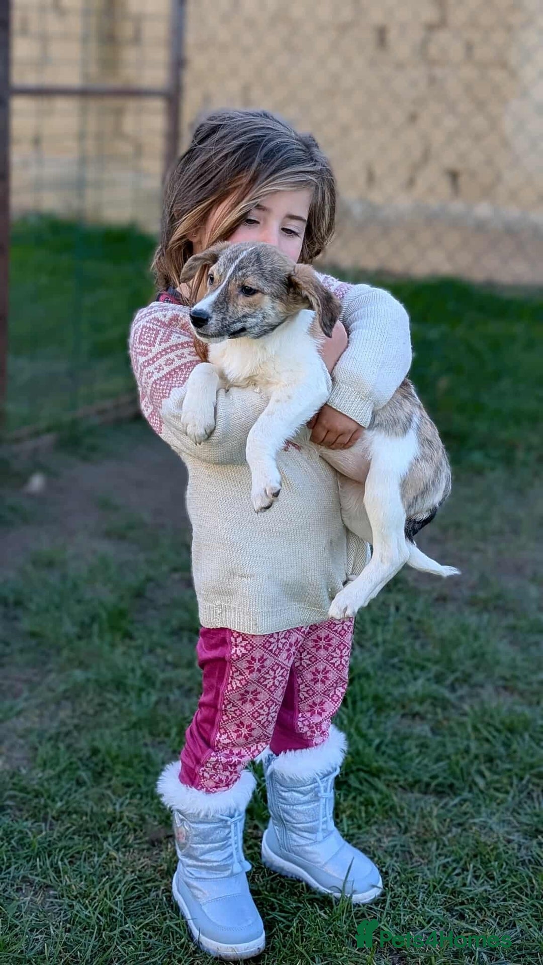 Mixed Breed dogs for adoption: Sylvie for adoption - Advert 1