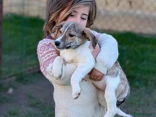 Mixed Breed dogs Sylvie for adoption - Advert 8