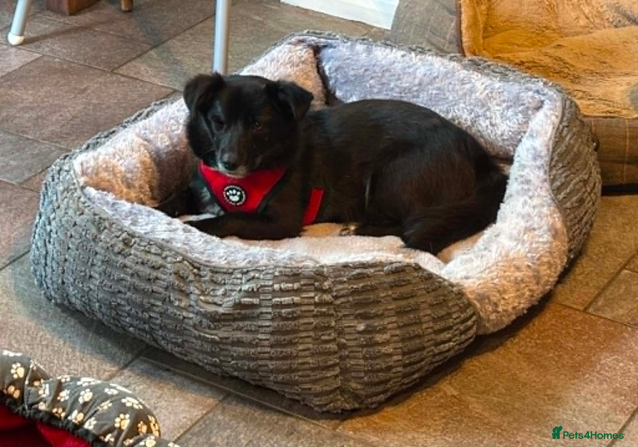 Mixed Breed dogs Queen for adoption - Advert 1