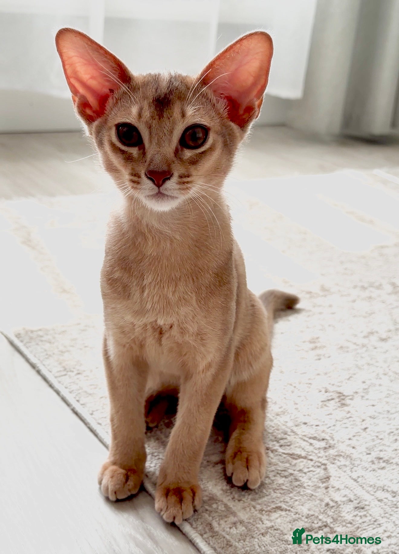 Abyssinian cats Rare 1 fawn boy 🤍 5 gen pedigree 👑TICA ready now - Advert 2
