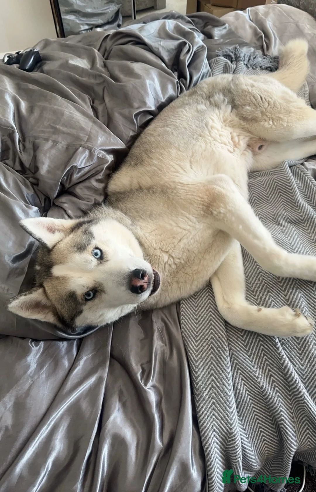 Siberian Husky dogs for stud: Proven Siberian Husky Stud - Advert 2