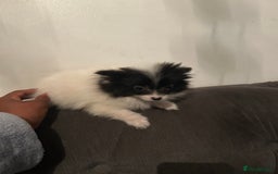 Pomeranian dogs for sale: 6 beautiful Pomeranian puppies  - Image 9