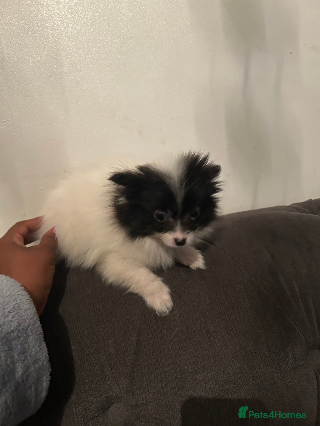 Pomeranian dogs for sale: 6 beautiful Pomeranian puppies  - Image 9