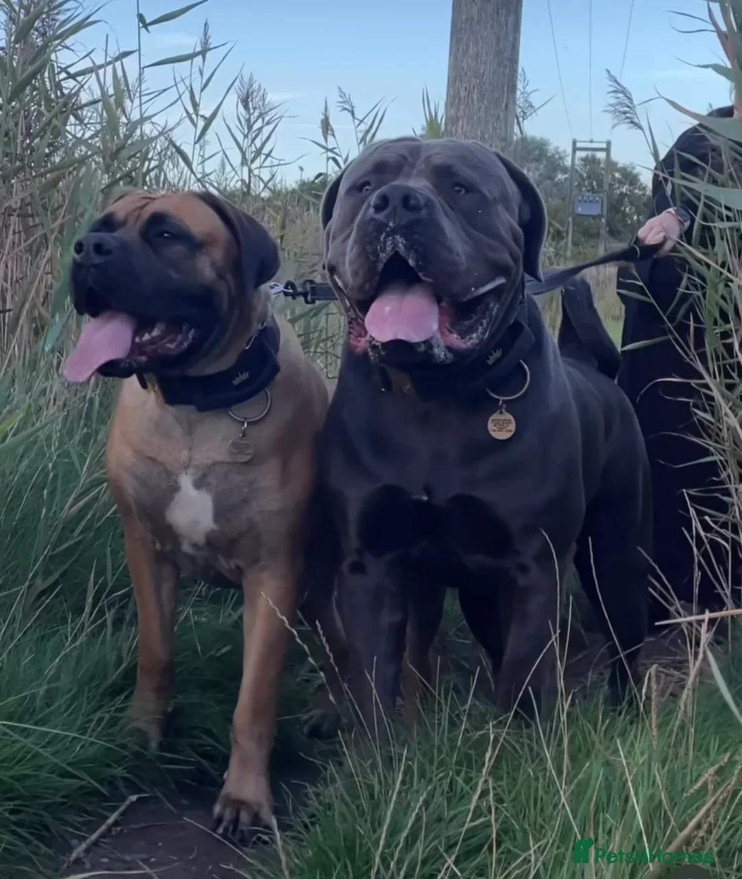 Boerboel dogs for stud: Imperial Health Tested & Champion Stud in Eastleigh - Advert 5