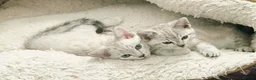Bengal cats for sale: Snow/Leopard Bengal Kittens - Advert 5