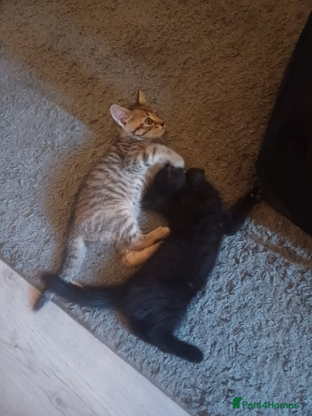 Mixed Breed cats for sale: Little Fluff kittens ready now  - Image 7