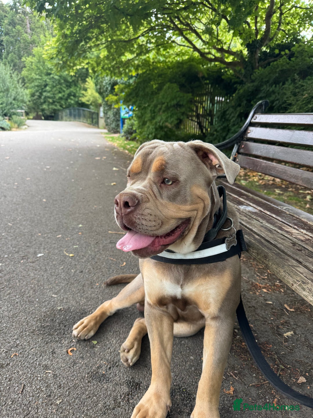 Olde English Bulldogge dogs for sale: Old English in need of a loving home  - Advert 7