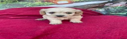 Cockapoo dogs for sale: American cockapoos - yankydoodles - Advert 11