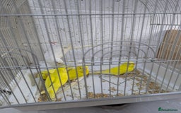 Budgerigars birds for sale: White and Yellow Budgies with Red Eyes - Image 7