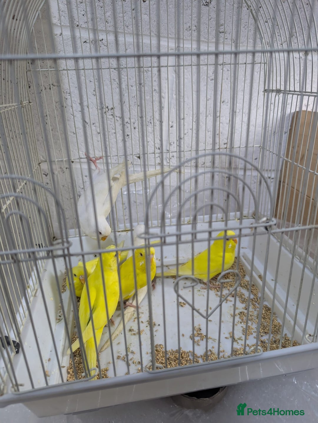 Budgerigars birds for sale: White and Yellow Budgies with Red Eyes - Image 7