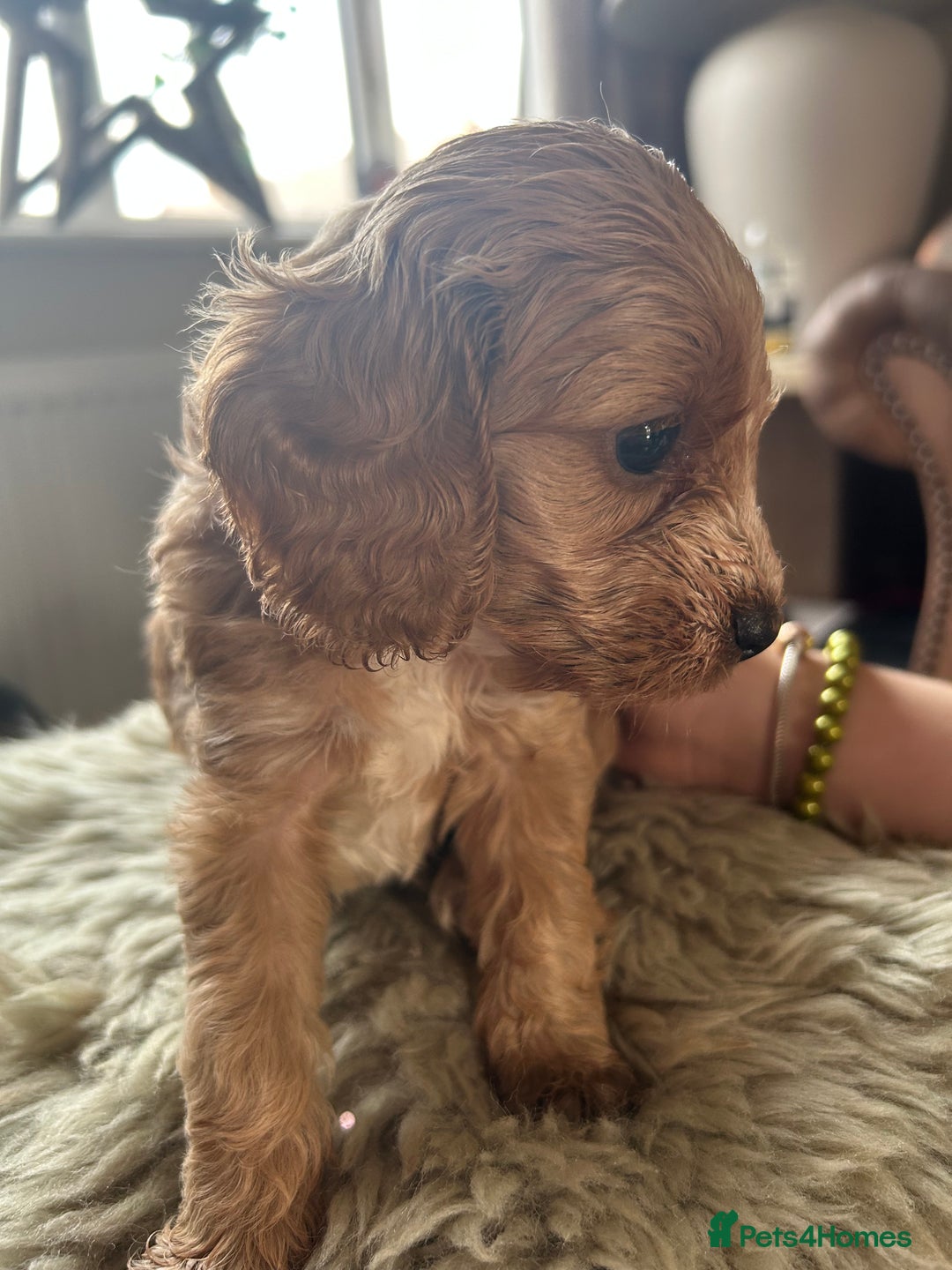 Cavapoo dogs for sale: ⭐️F1B COCKAPOO PUPS ⭐️ - Image 14