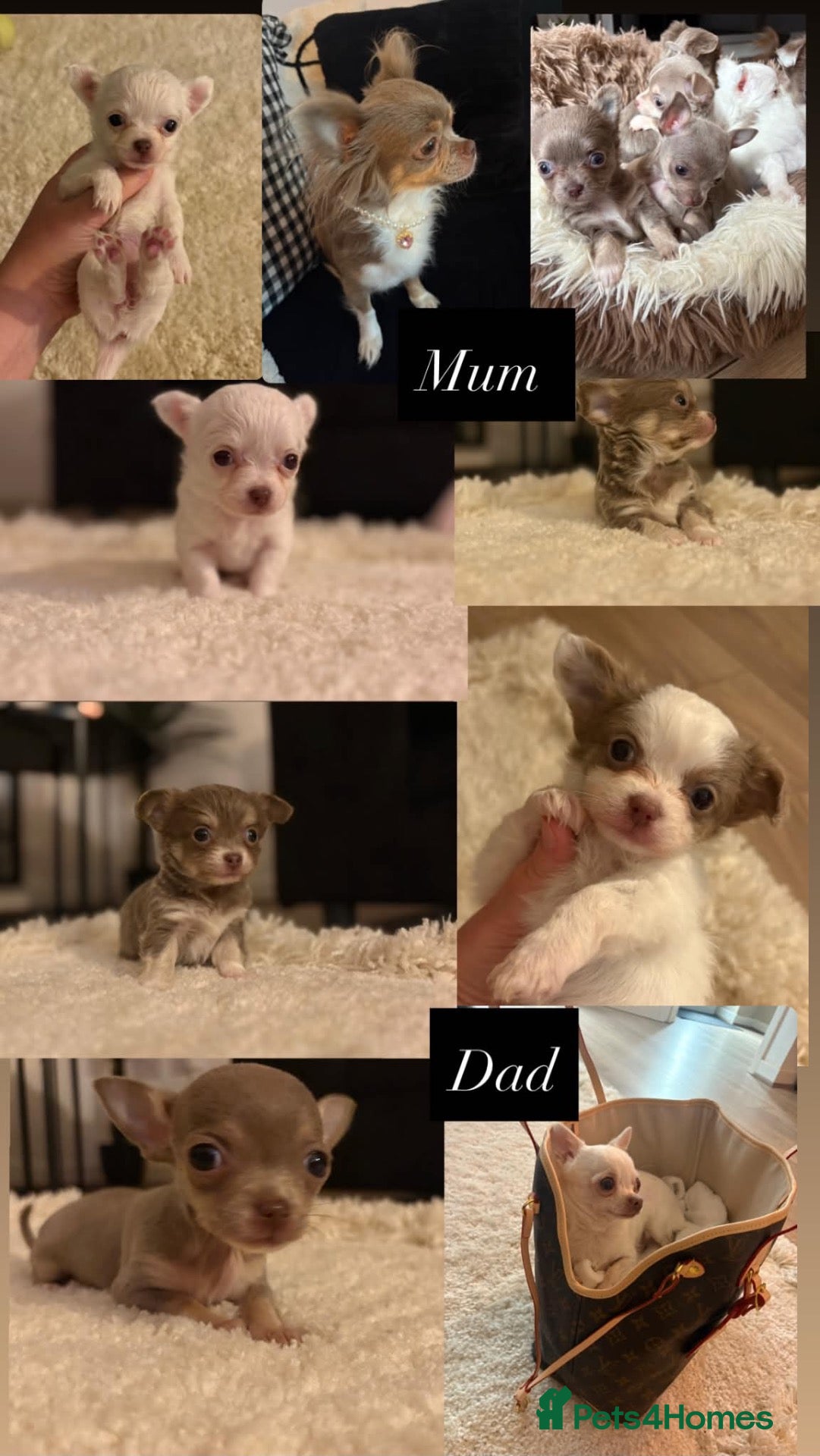 Chihuahua dogs Tiny Female chihuahua puppies  - Advert 6