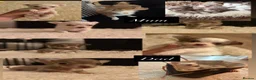Chihuahua dogs for sale: Tiny Female chihuahua puppies  - Advert 1