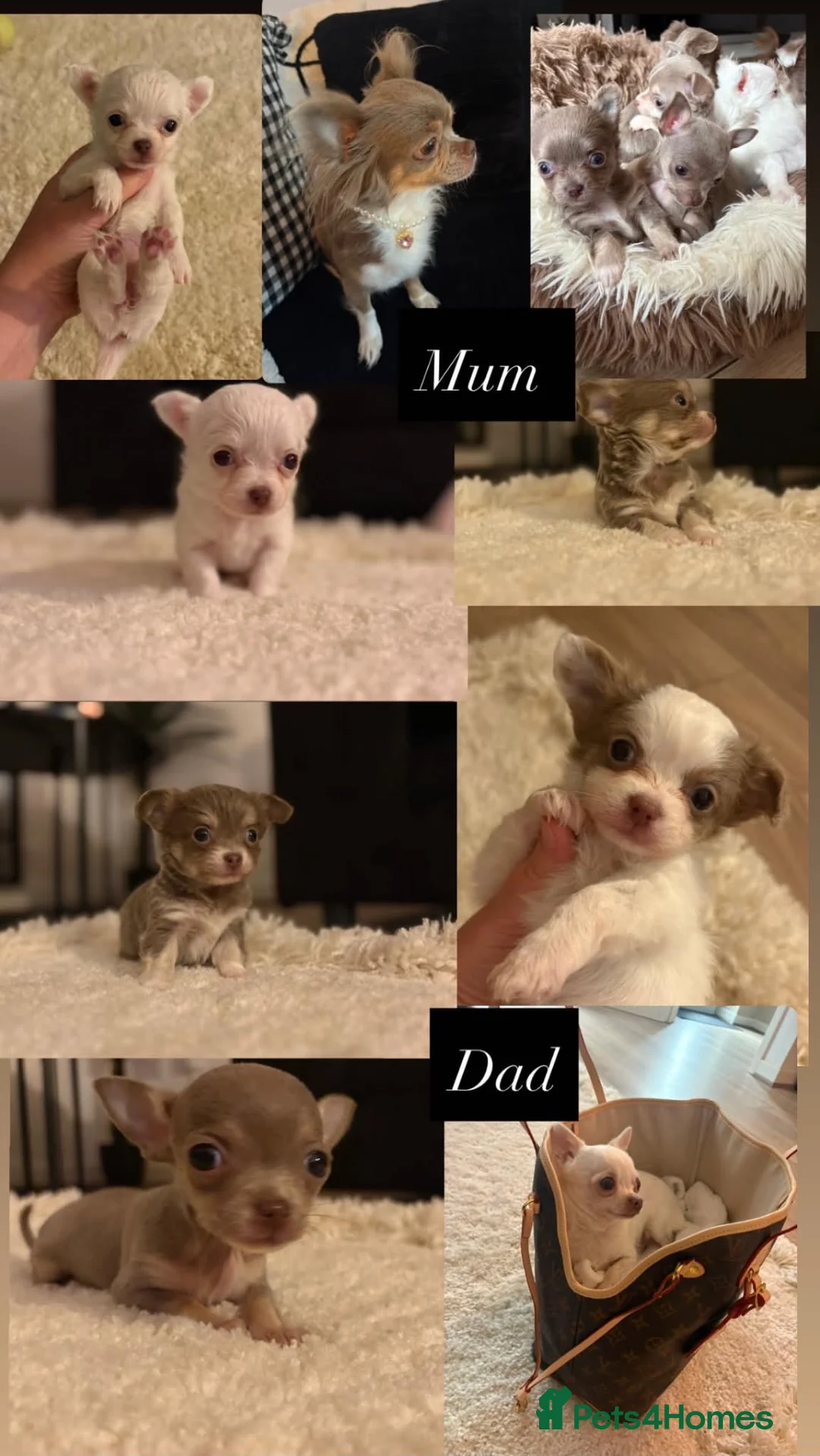 Chihuahua dogs for sale: Tiny Female chihuahua puppies  - Advert 1