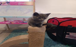 Russian Blue cats for sale: 3 angel's looking for best homes  - Image 6
