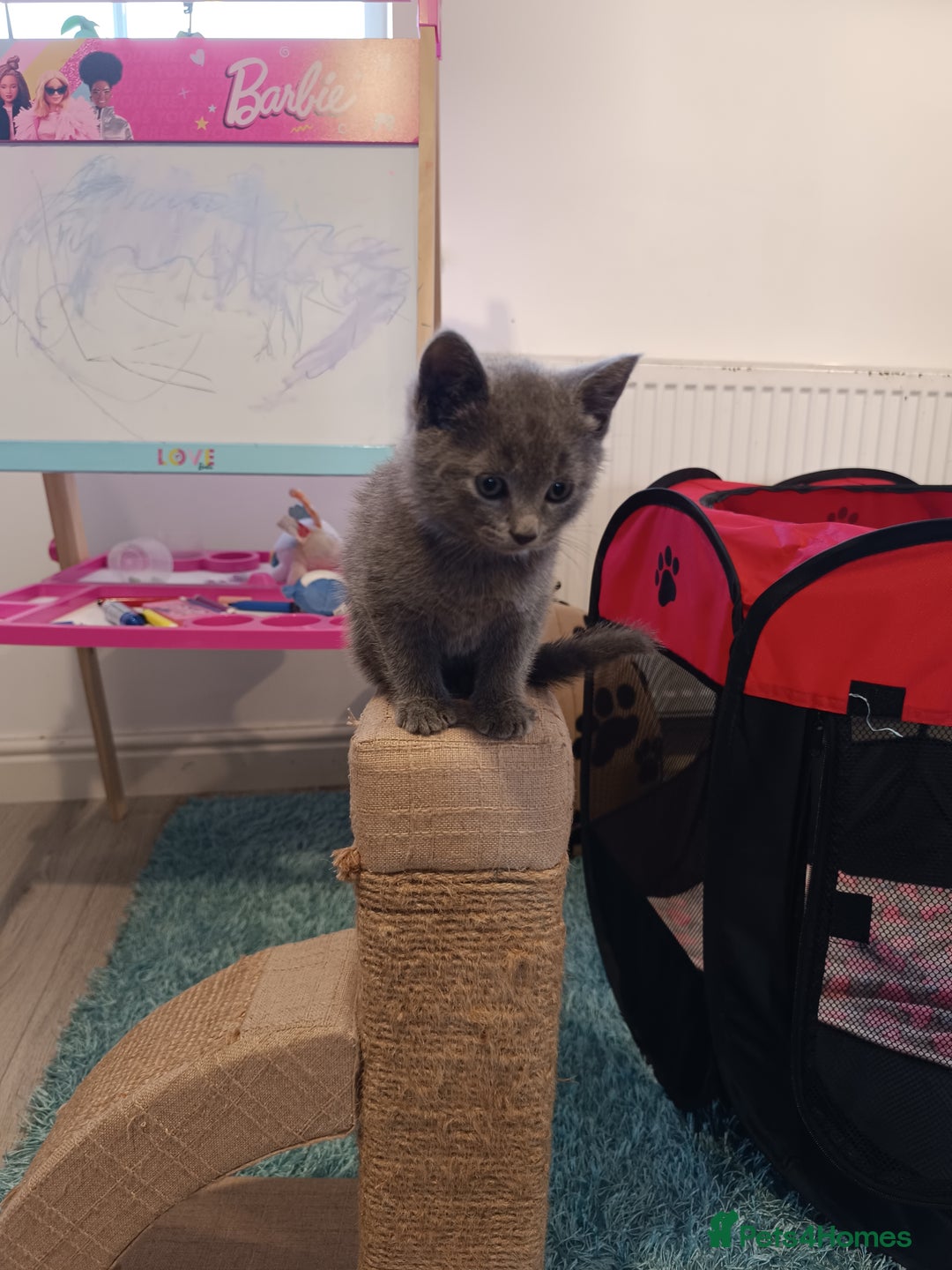 Russian Blue cats for sale: 3 angel's looking for best homes  - Image 6