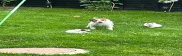 Jack Russell dogs for sale: 2 Jack Russell pups - Advert 4