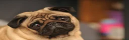 Mixed Breed dogs for sale: Pugalier F1 one girl left ready 23rd July - Advert 8