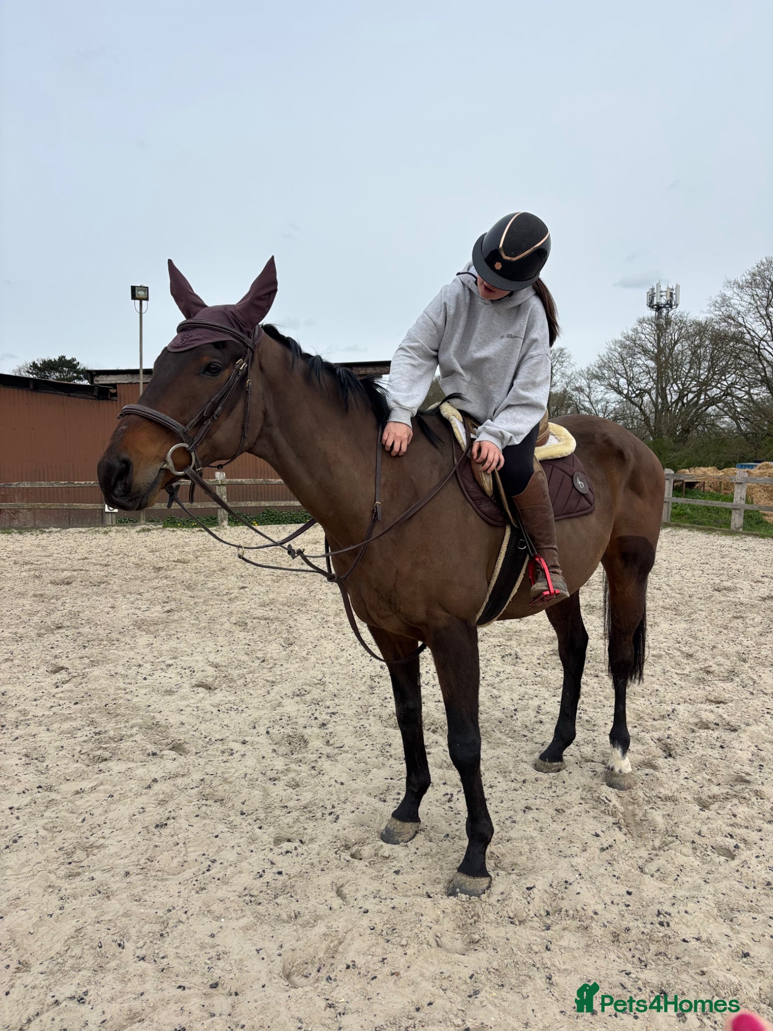 Irish Thoroughbred horses Super safe teenager dream horse  - Advert 6