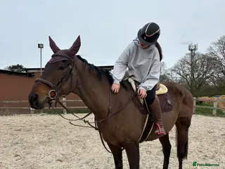 Irish Thoroughbred horses Super safe teenager dream horse - Advert 6